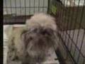 Shih Tzu and Lhasa Apso Rescue