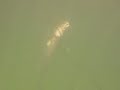 Spearfishing