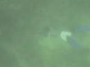 Spearfishing