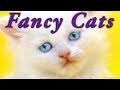 FANCY CATZ - teh cutiest LOL caz in teh WORLDZ!