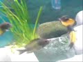 ikola.wmv ikola.wmv