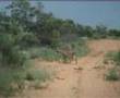 Africa mid summer -pith wet