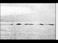 Nessie, Ogopogo, and Champ Photos!