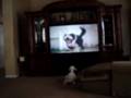 'Gio'vanni Vicious Gurad Dog Watches TV to keep BAD Guys OUT