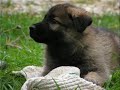 Chiots Berger Allemand,