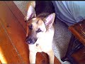 German Shephard saying MAMA