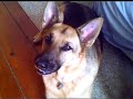 German Shephard saying MAMA
