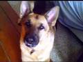 German Shephard saying MAMA