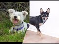 DOL Mutts 2 DOL Mutts 2