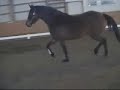Aurora by Indoctro KWPN horse for sale Aurora by Indoctro KWPN horse for sale