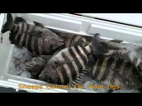 Capt Dave Sipler's Sport Fishing
