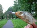 Karpis Ritardas ilsisi.Carp fish Ritardas is chilling..