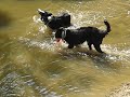 Dogs in River Dogs in River