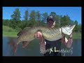 Esox Lucius Esox Lucius