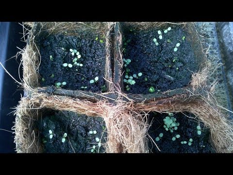 Как из ягоды клубники получить семена Как из ягоды клубники получить семена
