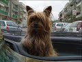 little yorkshire terrier gessy little yorkshire terrier gessy