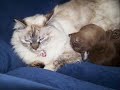 crazy-kitten-burmese-jake-to-foo-fighters-song-breakout.html