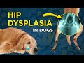 Recognizing Hip Dysplasia in Dogs - VetVid ...