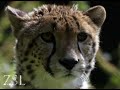 Cheetah Rock: Sneak Behind the Scenes Cheetah Rock: Sneak Behind the Scenes