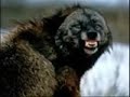Snarling Wolves (Faint) 2