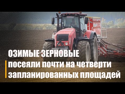 На Гомельщине озимые зерновые культуры засеяли почти на четверти запланированных площадей видео