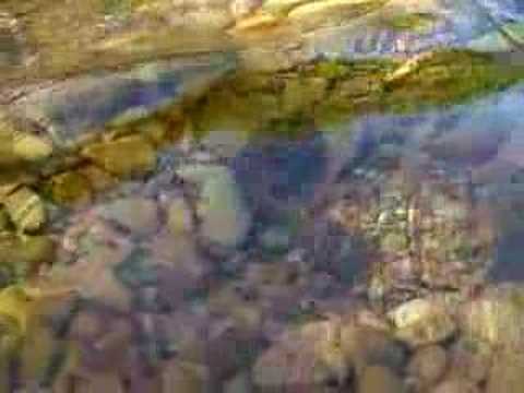 Pacific Lamprey Spawning with a ...