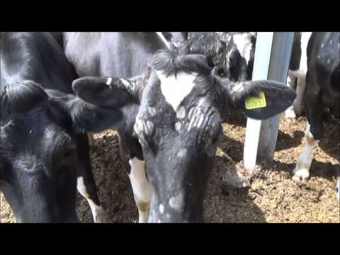 how to cure ringworm in cattle