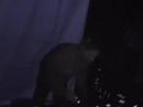 Reefer Decree Live Act Le�n Gto Mexico