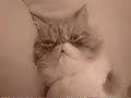 a voir absolument trop drole