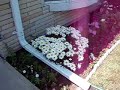 Jardineria en Casa