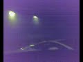 C6  Vs Lamborghini Galardo In Kuwait