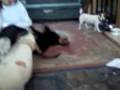 videos de NIGEL DONT LIKE SMELLY X