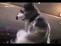 Anthrocon Dance Mix 05