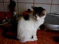 a meow argument with my cat