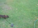 zoey waterlogged