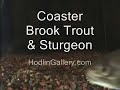 Coaster Brook Trout
