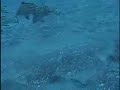 Angelshark dives into sand