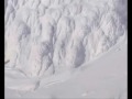 Importance of animals in the Arctic.wmv