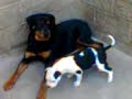peleas pitbull y rotwailer