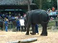 Elephant Painting