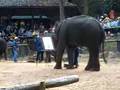 Elephant Painting