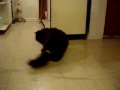 Meowgi with measuring tape, awesome