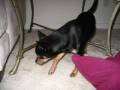 videos de HAPPY BIRTHDAY GINGER!!!!!!