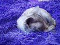 Devon Rex Cat Trent Devon Rex Cat Trent