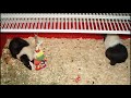 Guinea Pig cages C&C Cubes and Coroplast