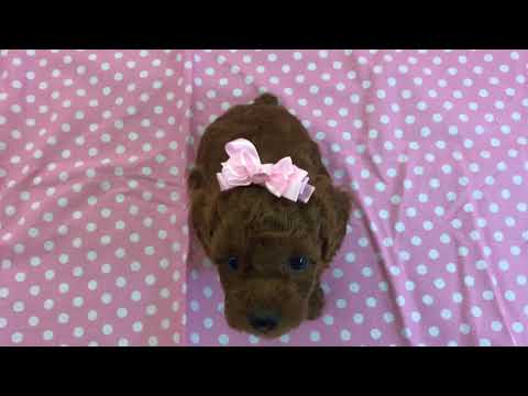Justice red girl toy poodle