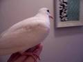 Transferring Turtledoves