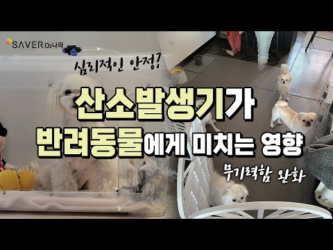 강아지 산소방, 반려동물도 산소가 필요해요!