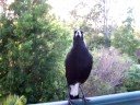 A couple of Australian Magpies on our deck in Brisbane, Australia. We were lucky to hear their musical, warbling call. These two are fairly tame, able to take food (in this case a little bit of meat) from our hand.