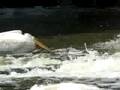 American White Pelican